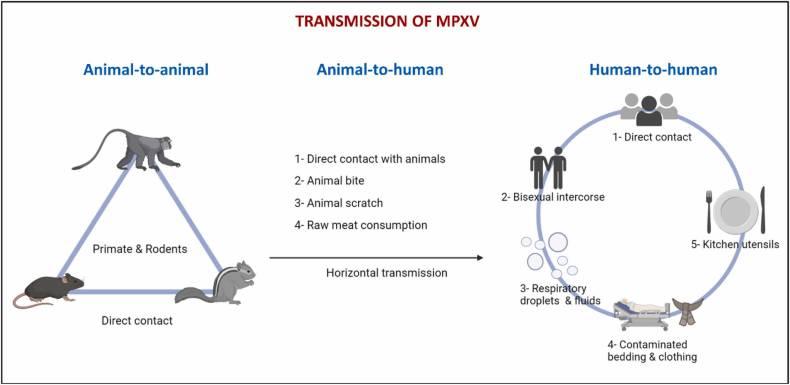 Monkeypox Transmission